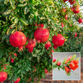 Pomegranate/anar Hybrid Fruit Ari Learning Plant (pack Of- 1)