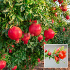 Pomegranate/anar Hybrid Fruit Ari Learning Plant (pack Of- 1)