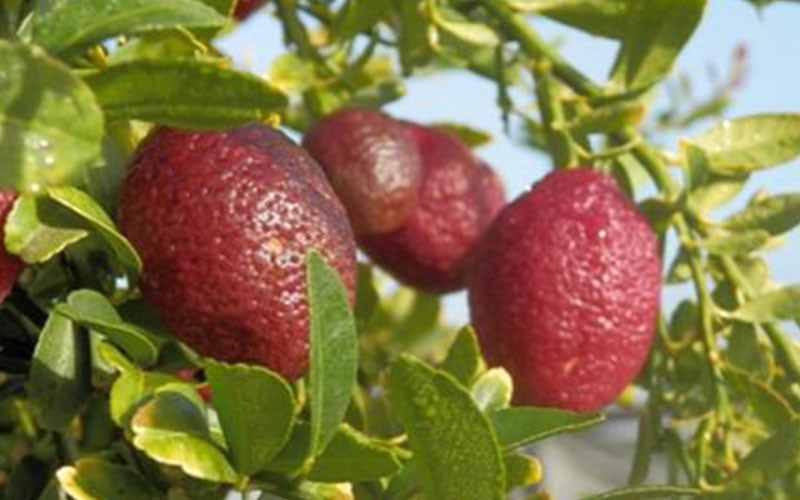 Australian Red Lemon Hybrid Fruit Plant (air Layering Grafted)