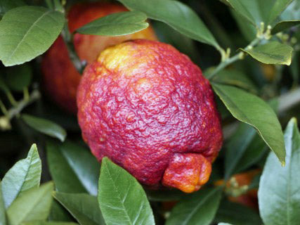 Australian Red Lemon Hybrid Fruit Plant (air Layering Grafted)