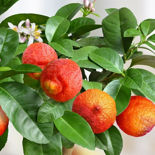 Australian Red Lemon Hybrid Fruit Plant