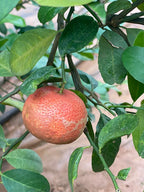 Red Australian Red Malta Berry Mousumi Lemon Fruit Plant