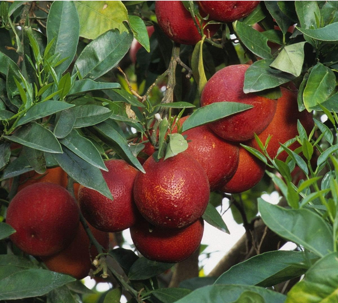 Australian Red Malta Mousumi Lemon Fruit Plant
