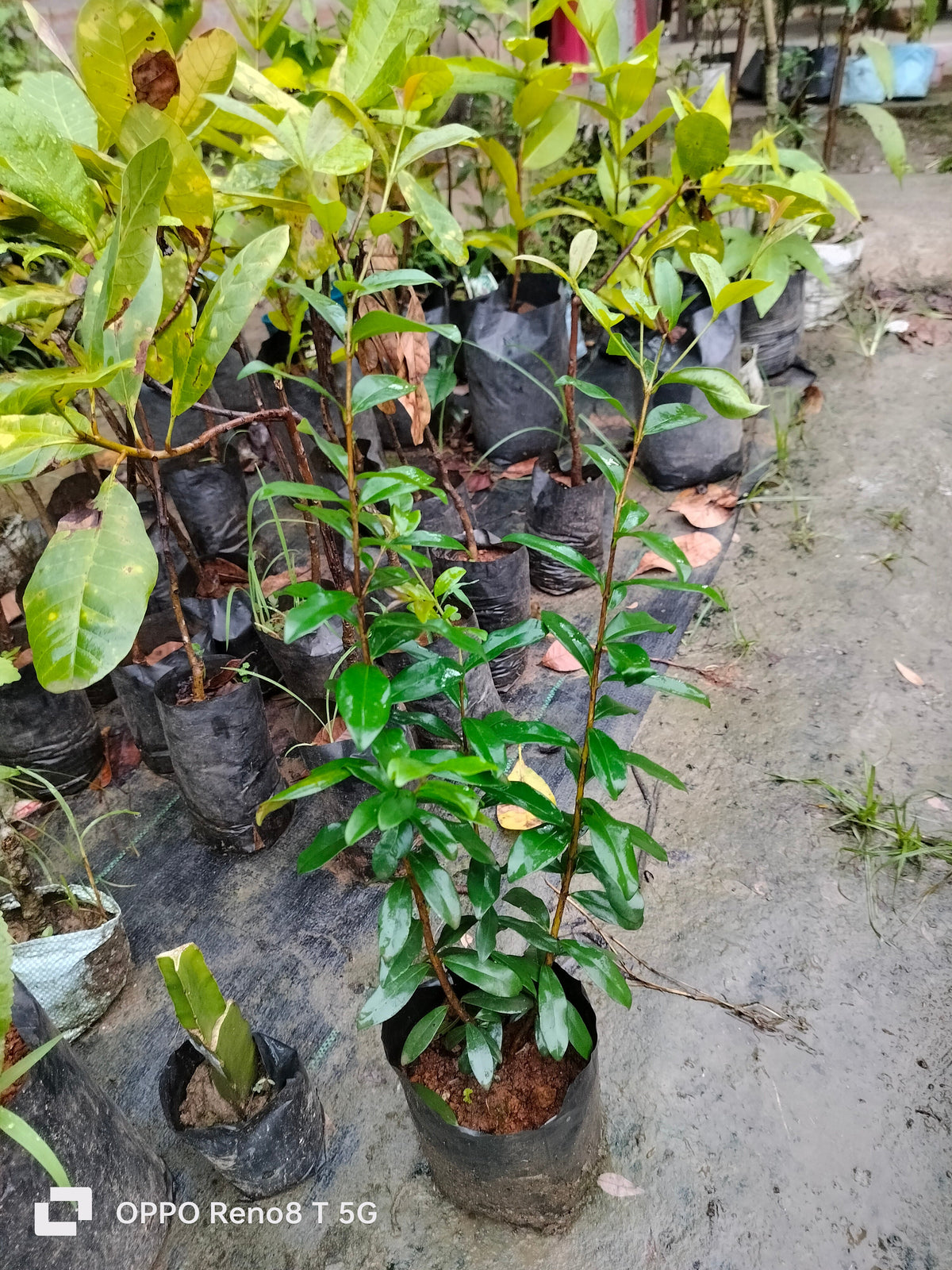 Australian Suriname Cherry Hybrid Fruit Plant