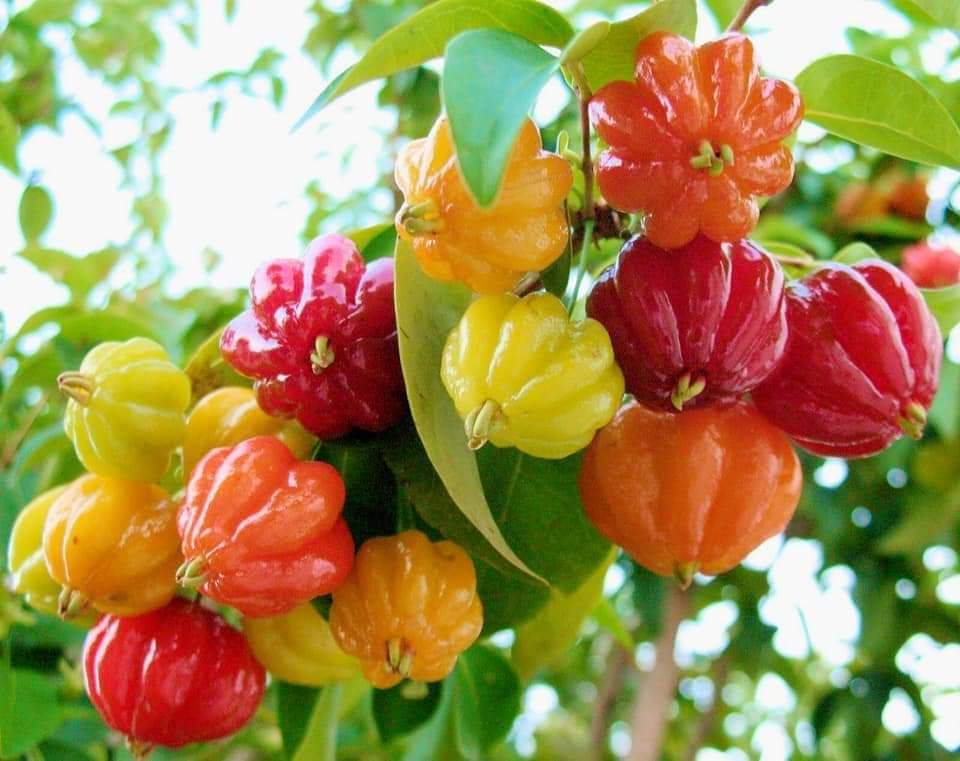 Australian Suriname Cherry Hybrid Fruit Plant
