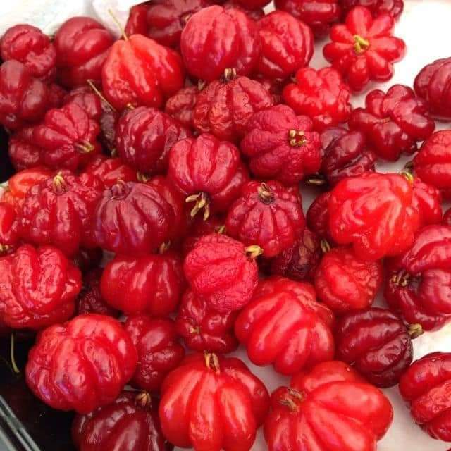 Australian Suriname Cherry Hybrid Fruit Plant
