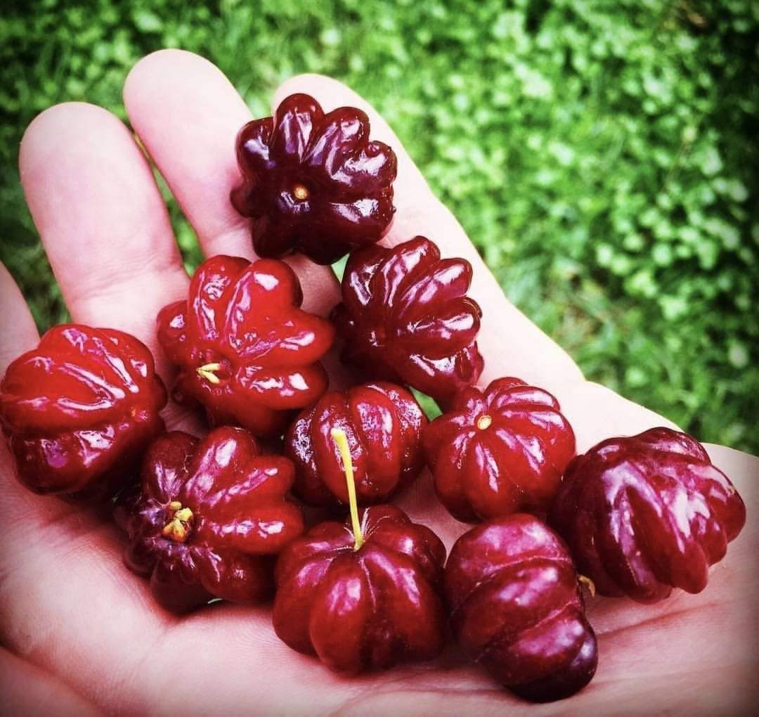 Australian Suriname Cherry Hybrid Fruit Plant