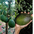 Thai Avocado Dwarf Variety Hybrid Fruit Plant