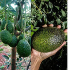 Thai Avocado Dwarf Variety Hybrid Fruit Plant