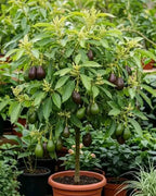 Avocado Hass Varity Hybrid Live Plant (Pack Of - 1)