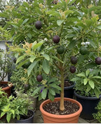 Thai Hass Varitey Avocado Hybrid Fruit Seedling Plant (pack Of - 1)