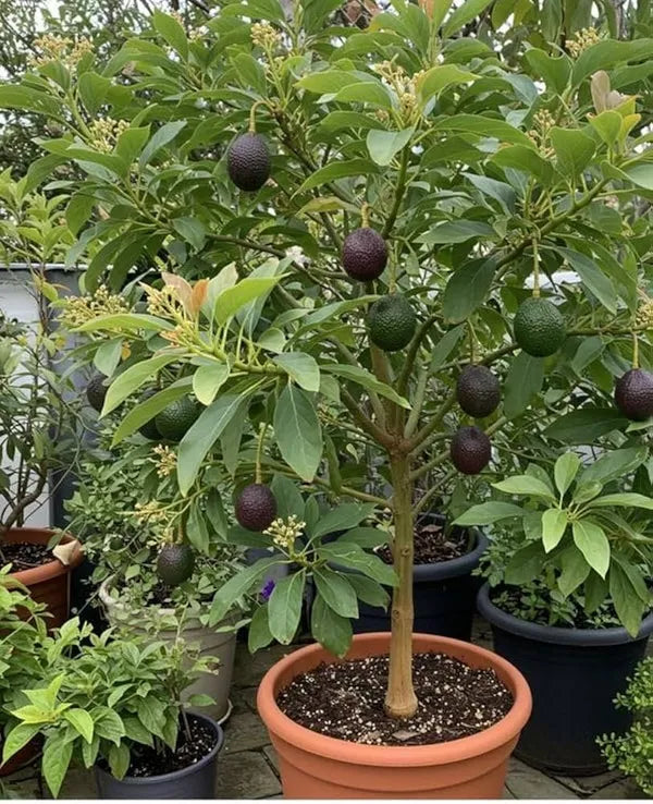 Thai Hass Varitey Avocado Hybrid Fruit Seedling Plant (pack Of - 1)