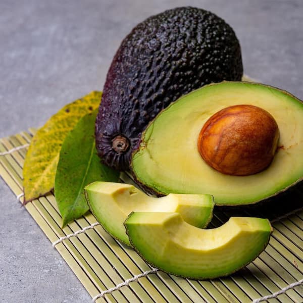 Thai Avocado Dwarf Variety Hybrid Fruit Plant