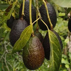 Avocado Hass Varity Hybrid Live Plant (Pack Of - 1)