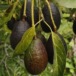 Avocado Hass Varity Hybrid Live Plant (Pack Of - 1)