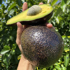 Avocado Hass Varity Hybrid Live Plant (Pack Of - 1)