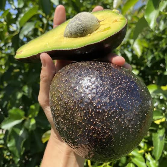 Avocado Hass Varity Hybrid Live Plant (Pack Of - 1)