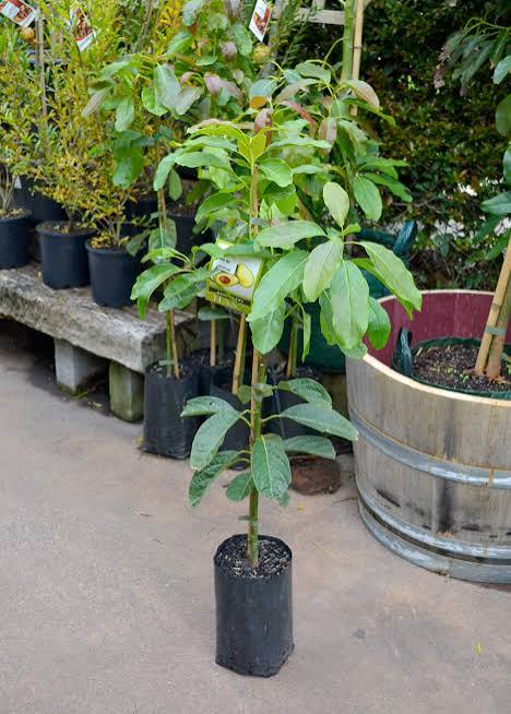 Thai Hass Varitey Avocado Hybrid Fruit Seedling Plant (pack Of - 1)
