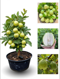 Thai Guava/ Sweet Amrud Hybrid Fruit Air Learning Plant (pack Of - 1)