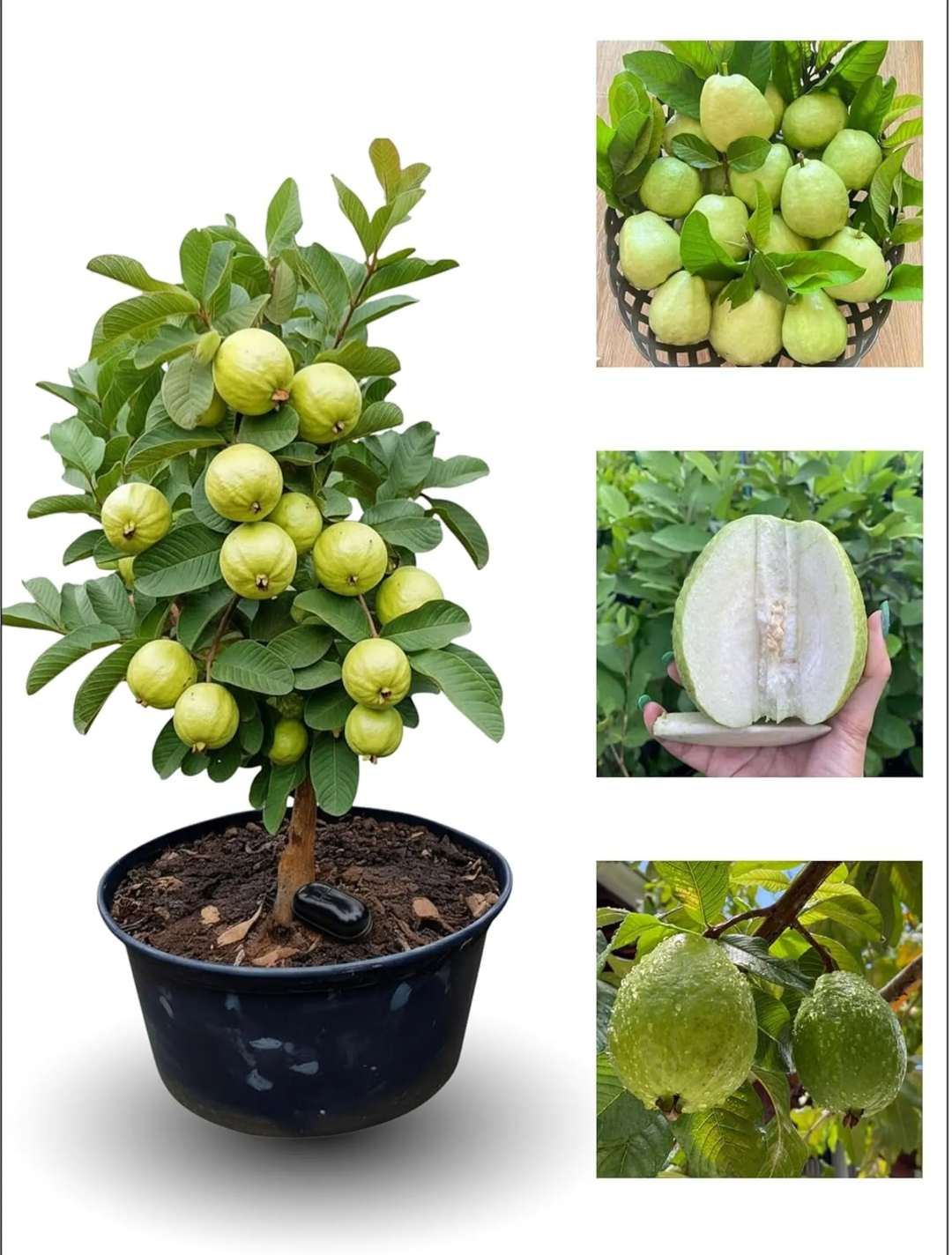 Thai Guava/ Sweet Amrud Hybrid Fruit Air Learning Plant (pack Of - 1)