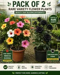 Pack Of 2 Multicolor Hibiscus Flower Healthy Plant + Rare Black Rose Hybrid Live Flower Plant