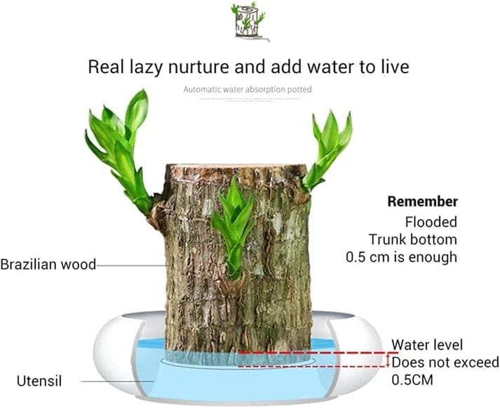 Brazilian Lucky Wood Plant (indoor Plant)