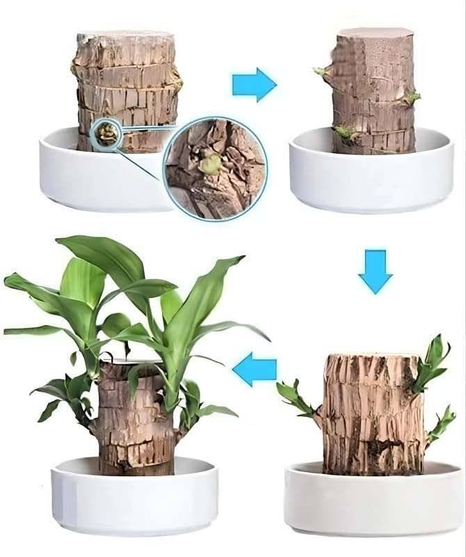 Brazilian Lucky Wood Plant (indoor Plant)