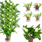 Brazilian Lucky Wood Plant (indoor Plant)