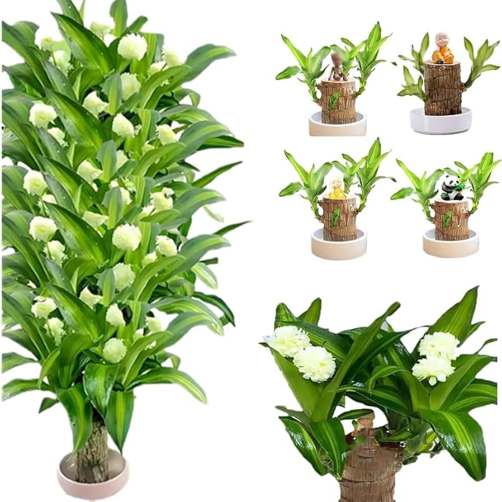 Brazilian Lucky Wood Plant (indoor Plant)