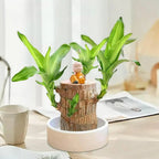 Brazilian Lucky Wood Plant (indoor Plant)
