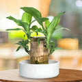 Brazilian Lucky Wood Plant (indoor Plant)