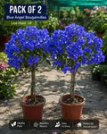 Pack Of 2 Blue Angel Bougainvillea Flower Live Plant