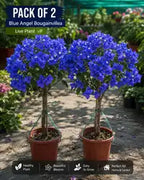 Pack Of 2 Blue Angel Bougainvillea Flower Live Plant