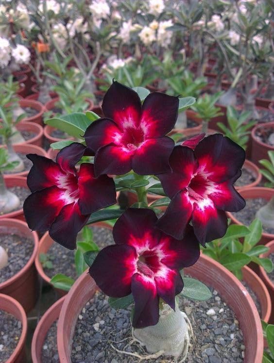 Adenium Purple Colour Flower Live Plant