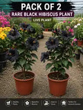 Pack Of 2 Rare Black Hibiscus Flower Plant