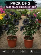 Pack Of 2 Rare Black Hibiscus Flower Plant