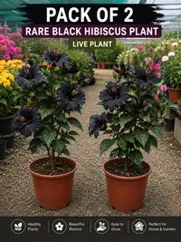 Pack Of 2 Rare Black Hibiscus Flower Plant