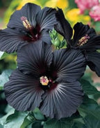 Pack Of 2 Rare Black Hibiscus Flower Plant