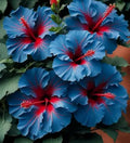 Rare Blue Hibiscus Flower Plant