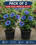 Pack Of 2 Rare Blue Hibiscus Flower Plant