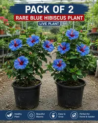 Pack Of 2 Rare Blue Hibiscus Flower Plant