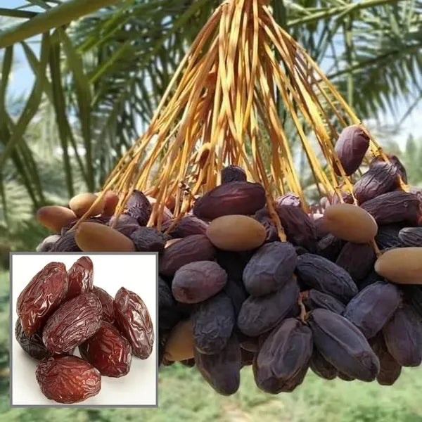 Arabian Dates Palm/ Khurma Khajoor Dwarf Variety Fruit Plant