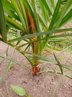 Arabian Dates Palm/ Khurma Khajoor Dwarf Variety Fruit Plant