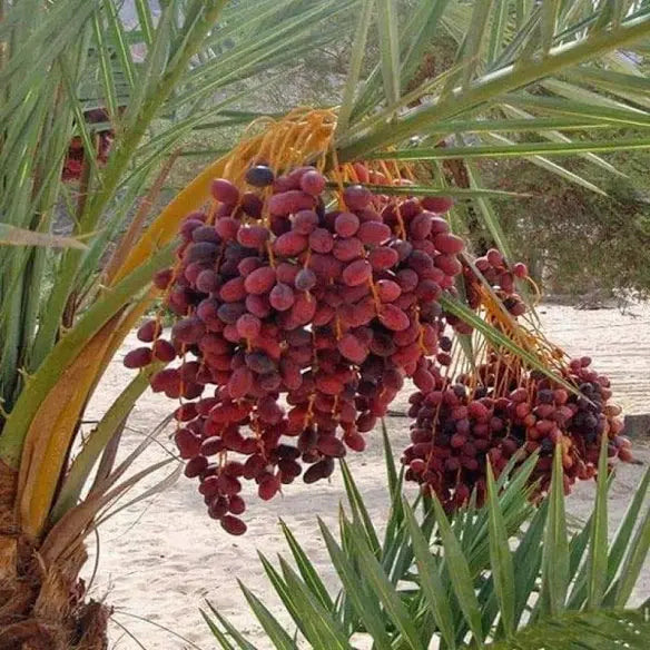 Arabian Dates Palm/ Khurma Khajoor Dwarf Variety Fruit Plant