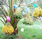Arabian Dates Palm/ Khurma Khajoor Dwarf Variety Fruit Plant