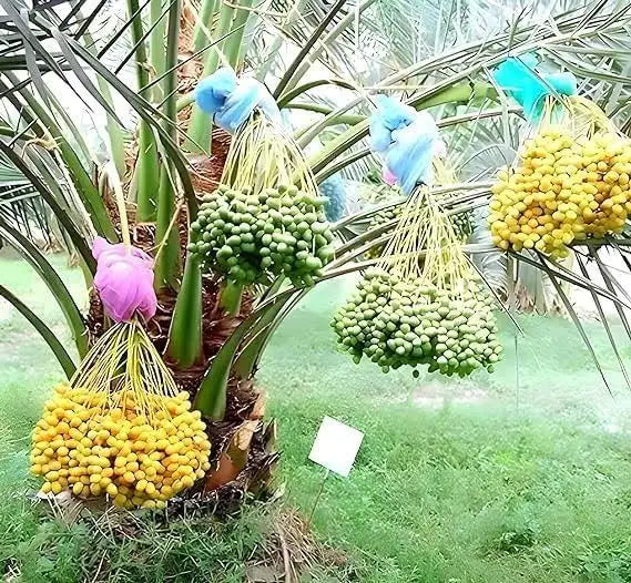 Arabian Dates Palm/ Khurma Khajoor Dwarf Variety Fruit Plant