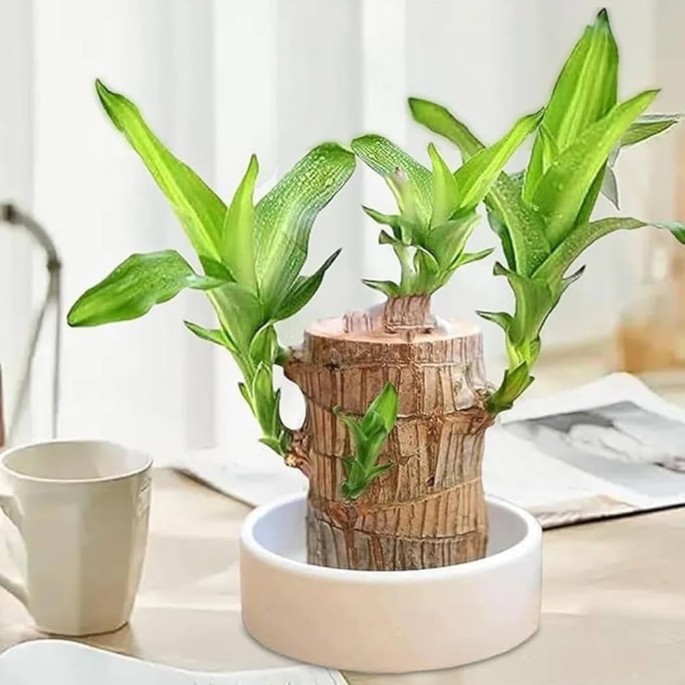 Brazilian Lucky Wood Plant (pack Of - 1)