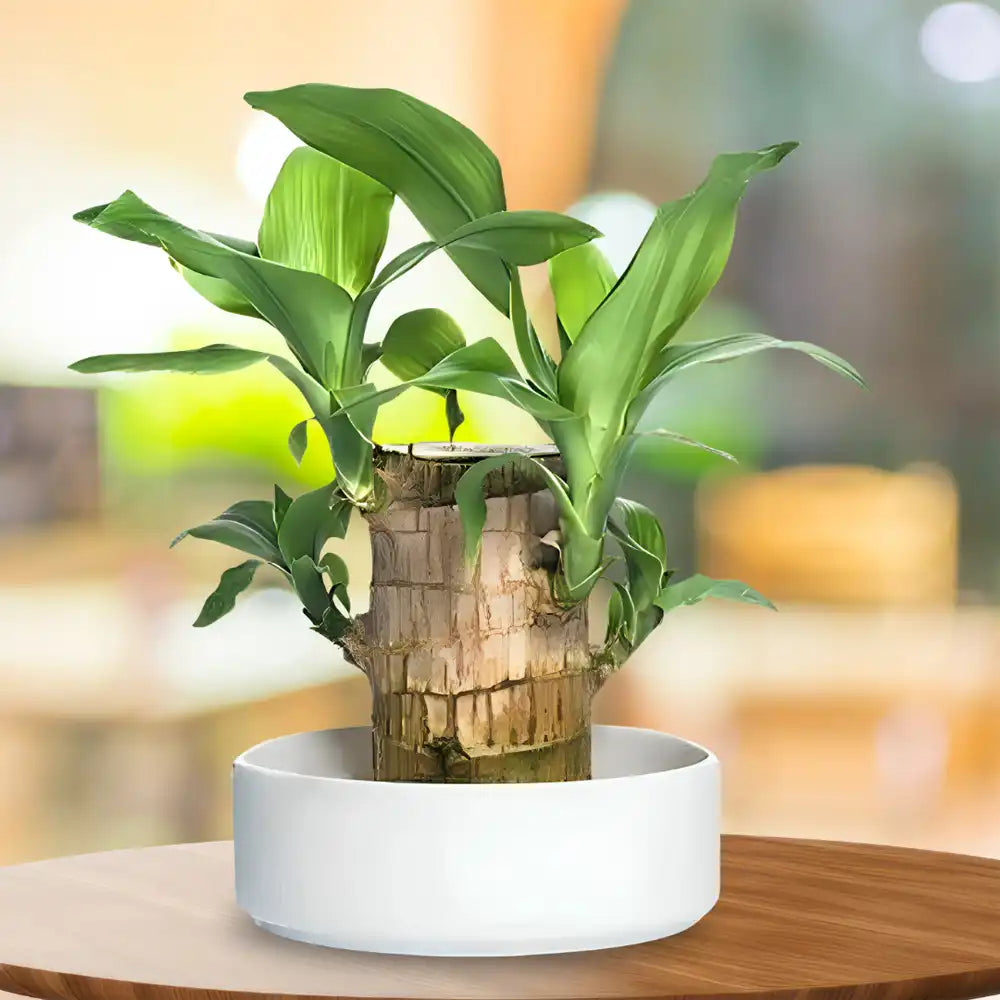 Brazilian Lucky Wood Plant (pack Of - 1)