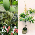 Thai All Time Mango Hybrid Grafted Fruit Plant