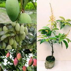 Thai All Time Mango Hybrid Grafted Fruit Plant